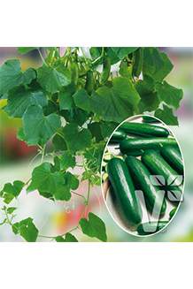 Cucumis sativus Minero Snackgurke veredelt