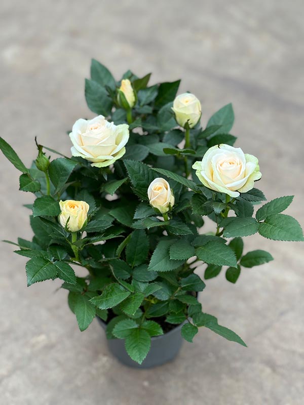 Rosa hybrida Grande Belami