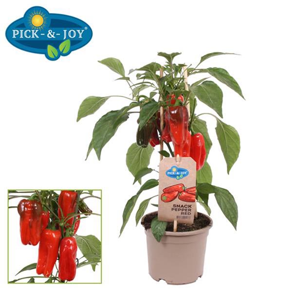 Capsicum annuum PICK-&-JOY® Snack Pepper Red