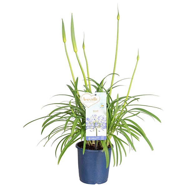 Agapanthus africanus Amourette Superb Blue