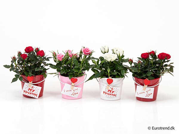 Arra. Rosa hybrida E3958