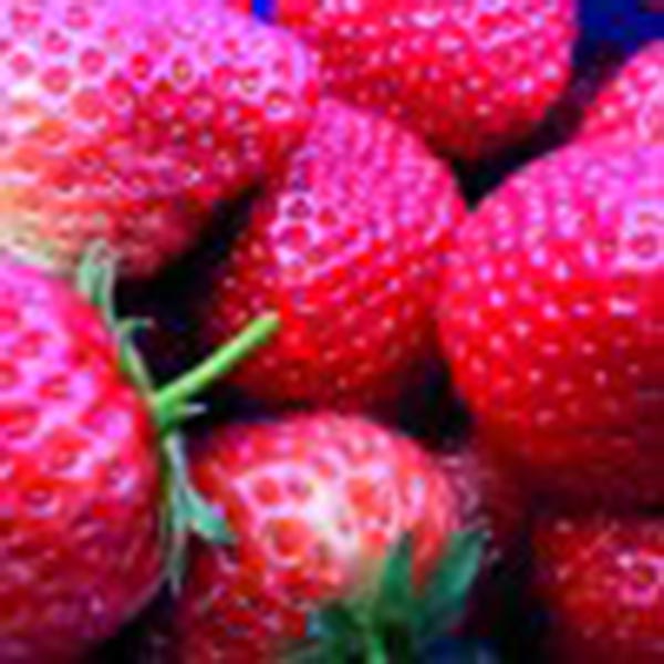 Fragaria ananassa Tenira