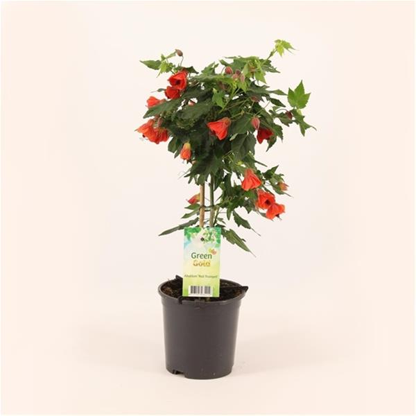 Abutilon hybrida Red Trumpet