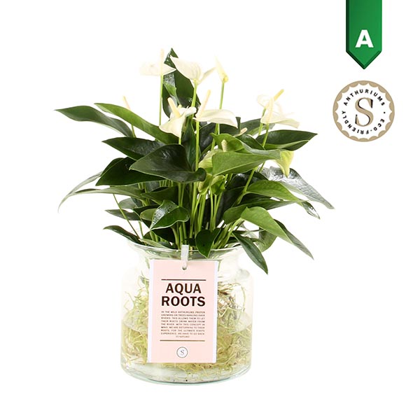 Anthurium andreanum Agua Roots Zierglas weis