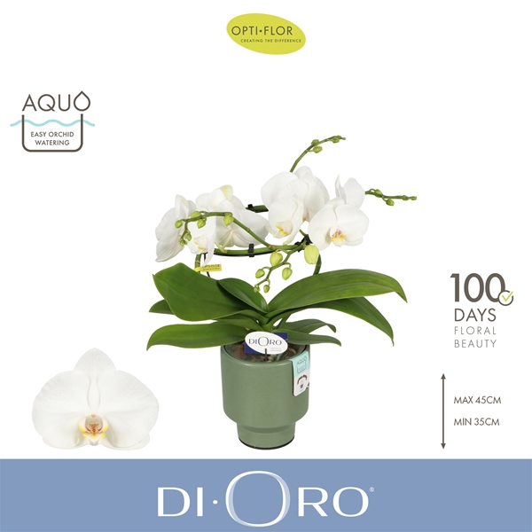 Phalaenopsis hybrida Dioro Prestige In Emilia Green Aquo