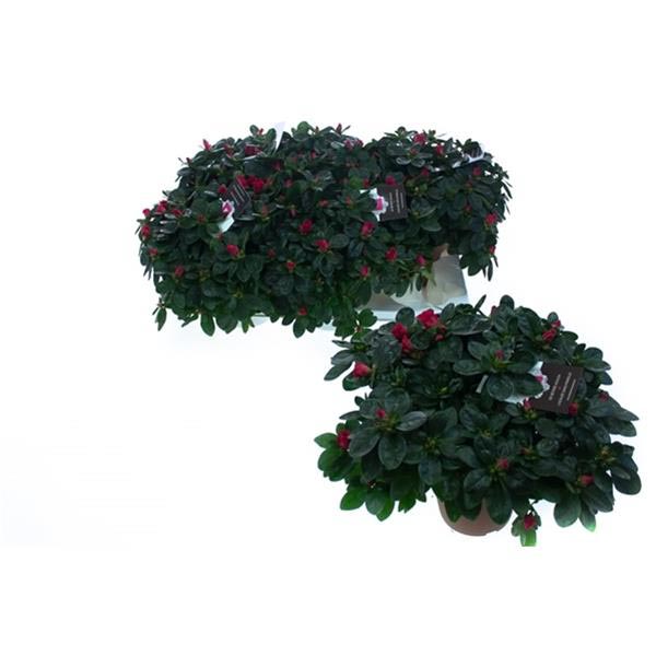 Azalea simsii Nordlicht Rot