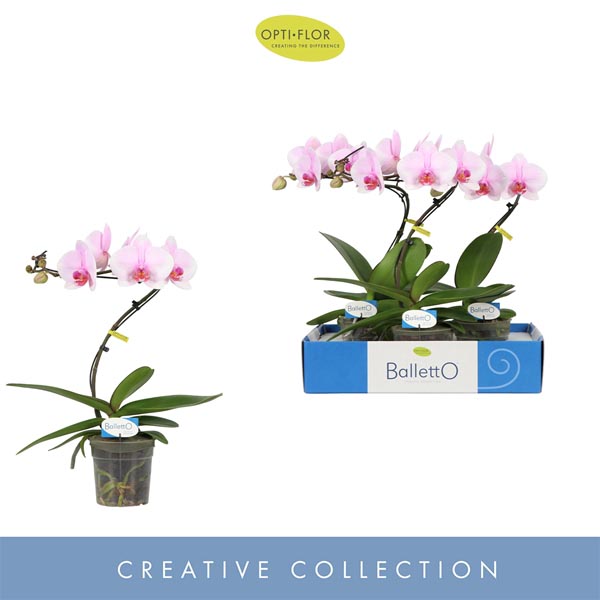 Phalaenopsis hybrida Balletto Curl
