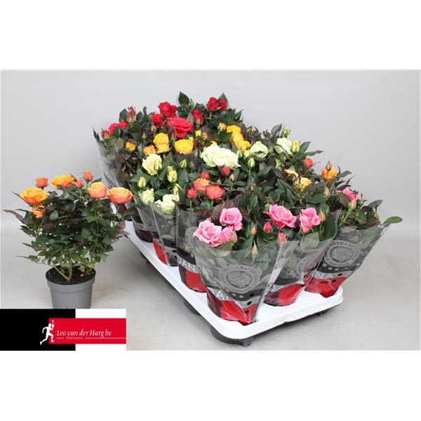 Rosa hybrida Grande Mix