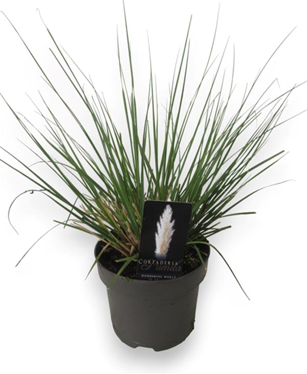 Cortaderia selloana Pumila