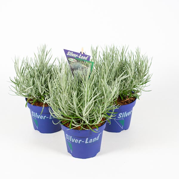 Helichrysum italicum Silverland