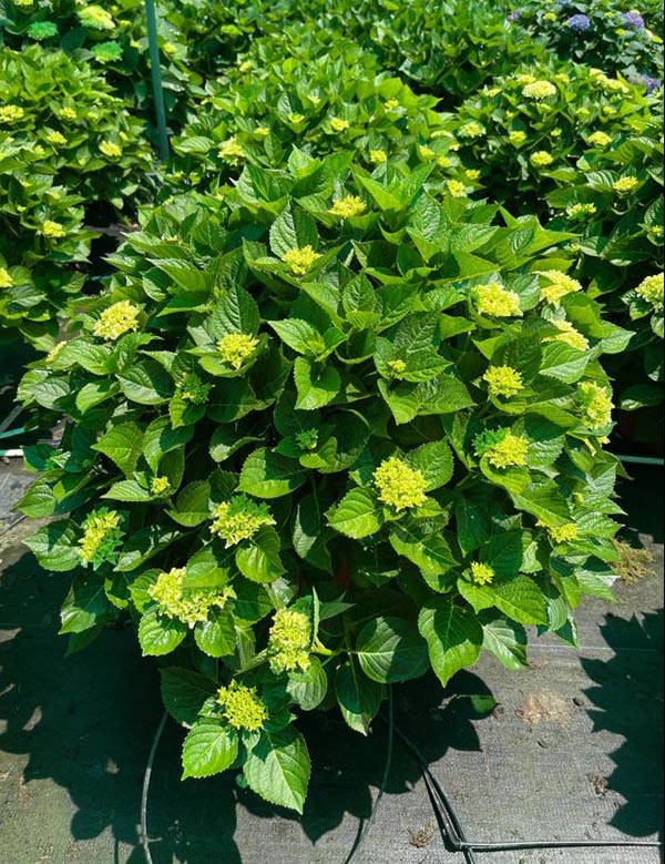 Hydrangea macrophylla Hortina