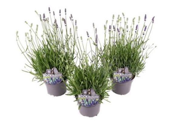 Lavandula angustifolia Twin