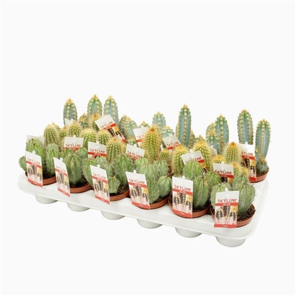 Cereus cereus Skyline Mix