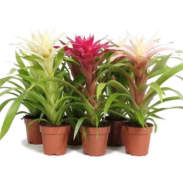 Guzmania hybrida Sweet Mix