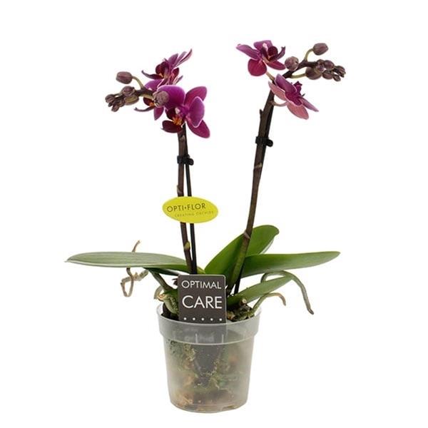 Phalaenopsis hybrida Emma