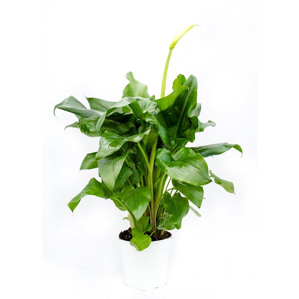 Calla zantedeschia Aethiopica
