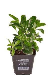 Pachysandra terminalis Compacta