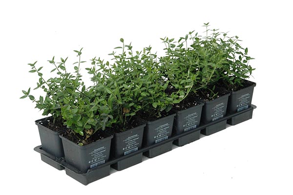 Euonymus fortunei Var. Radicans