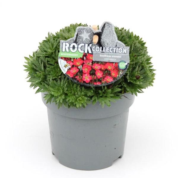 Saxifraga arendsii Rot