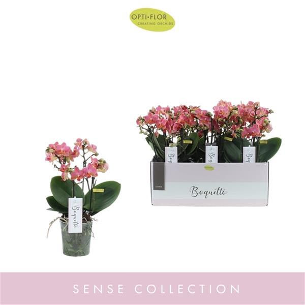 Phalaenopsis hybrida Boquetto Charme