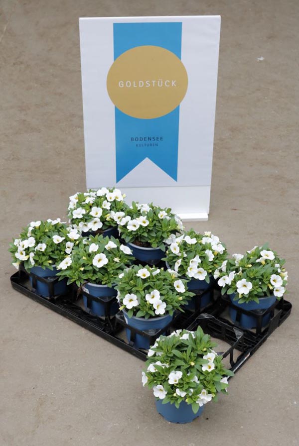 Calibrachoa callie Conga White