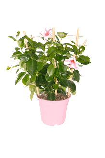 Dipladenia hybrida Cream Pink Sundeville