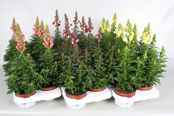 Antirrhinum majus Mix