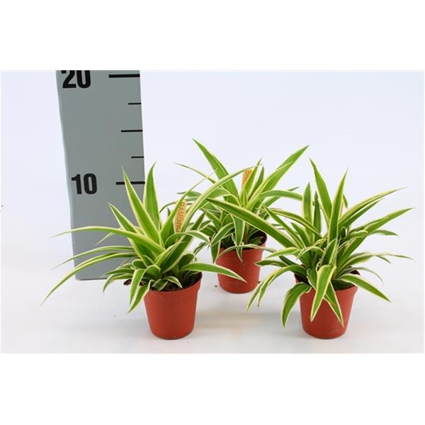 Chlorophytum comosum Ocean