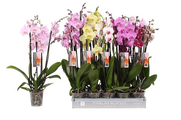 Phalaenopsis hybrida Mix 25+ 60cm