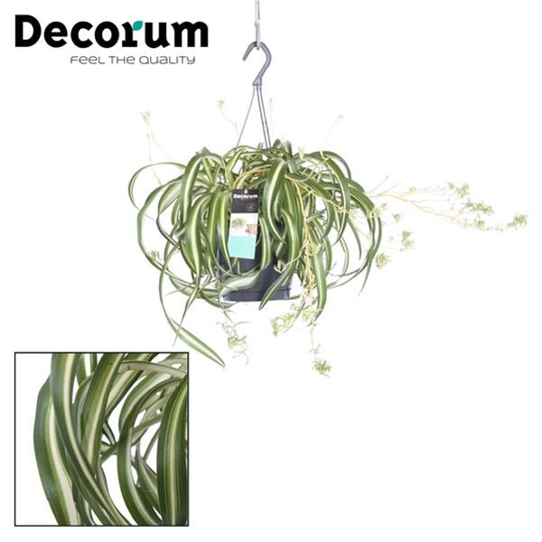 Chlorophytum comosum Bonnie