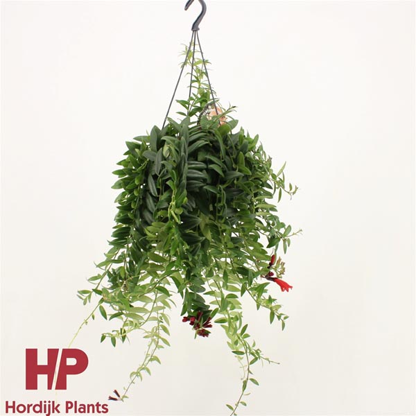 Aeschynanthus hybrida Carolina