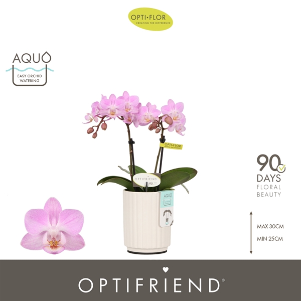 Phalaenopsis hybrida Lieke In Molise White Aquo