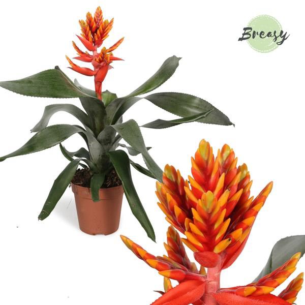 Aechmea hybrida Pepita Elegant Flames