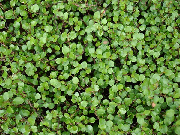 Muehlenbeckia axillaris