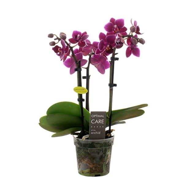 Phalaenopsis hybrida Emma
