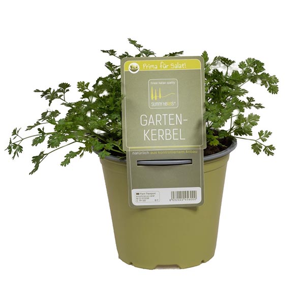 Anthriscus cerefolium Gartenkerbel SunnyHerb