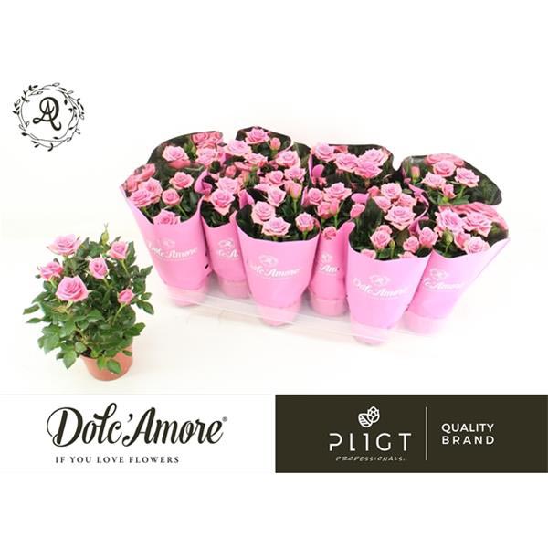 Rosa hybrida Infinity Pink