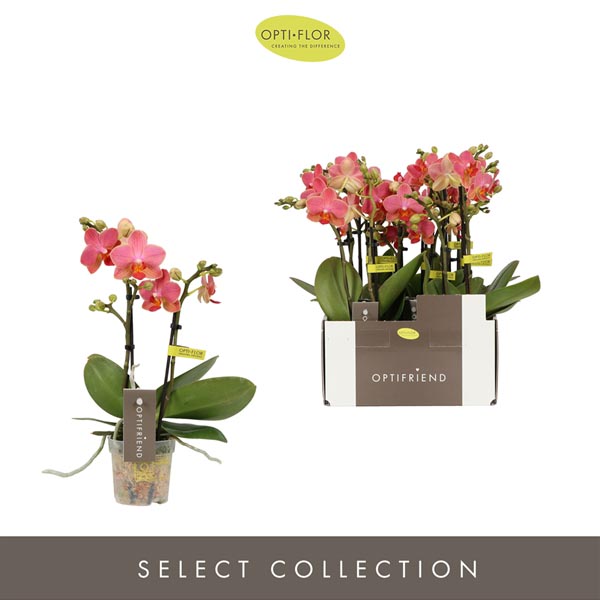 Phalaenopsis hybrida Orange