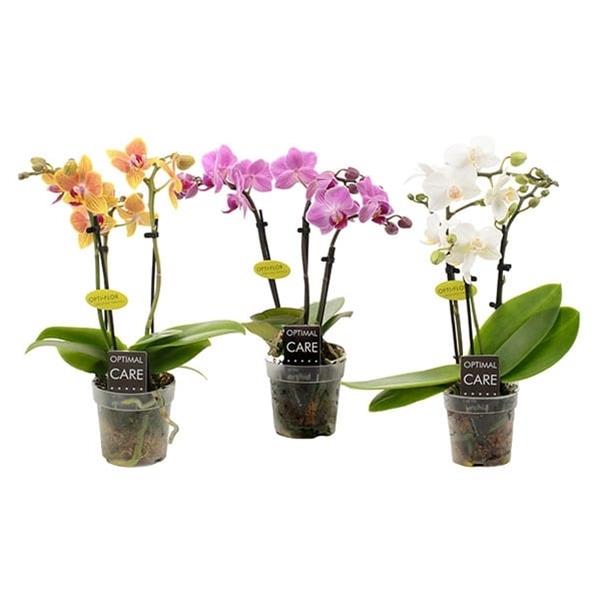 Phalaenopsis hybrida Mix