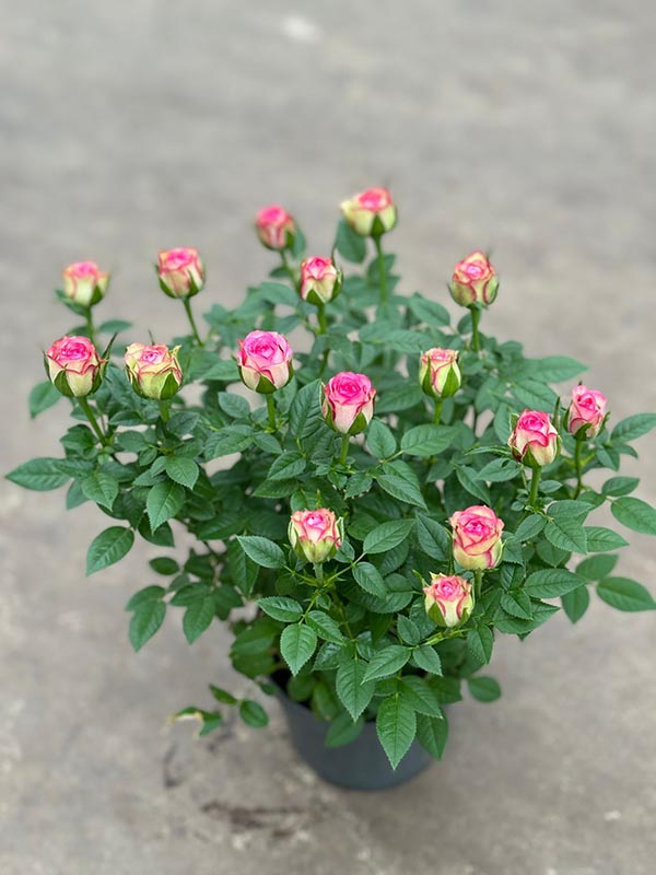 Rosa hybrida Carousel