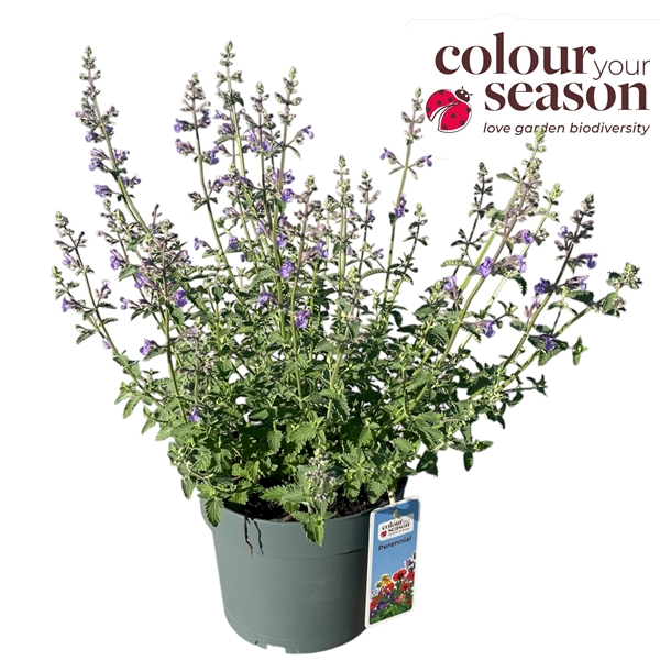 Nepeta Walkers Low
