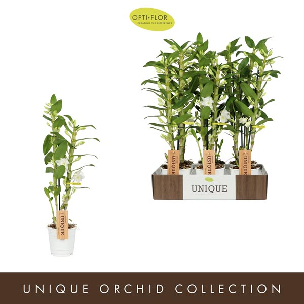 Dendrobium hybrida Nobile Appolon