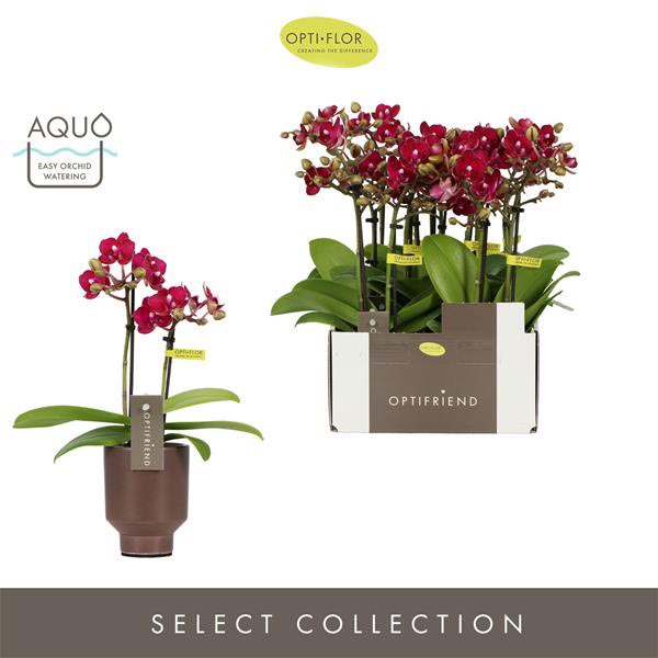 Phalaenopsis hybrida Lola In Emilia Brown