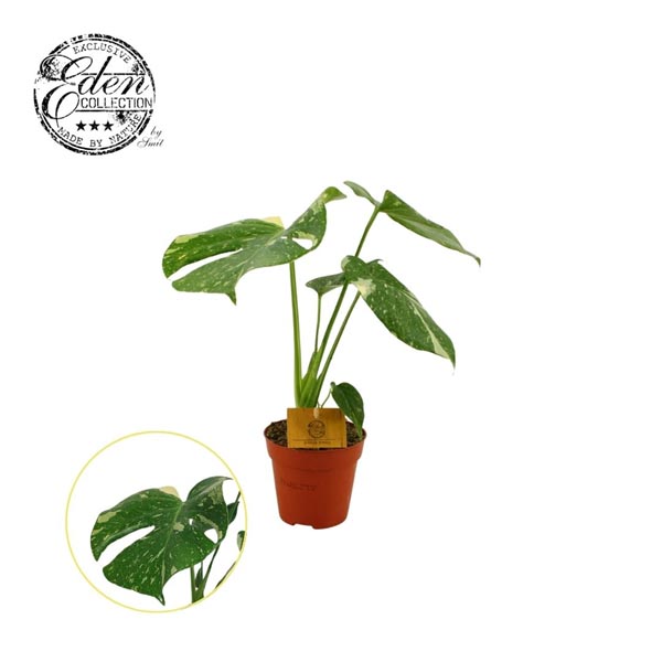 Monstera deliciosa THAI CONSTELLATION