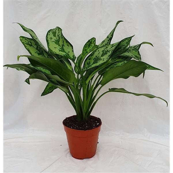 Aglaonema commutatum Romeo