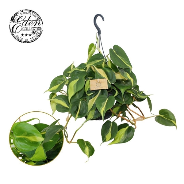 Philodendron scandens Brasil