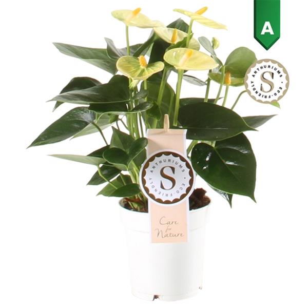 Anthurium andreanum Leganza