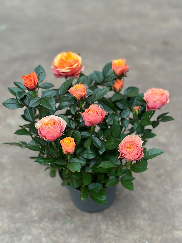 Rosa hybrida Grande Firebird