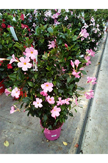 Dipladenia hybrida Pink Sundeville