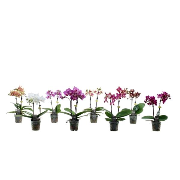Phalaenopsis hybrida Mix